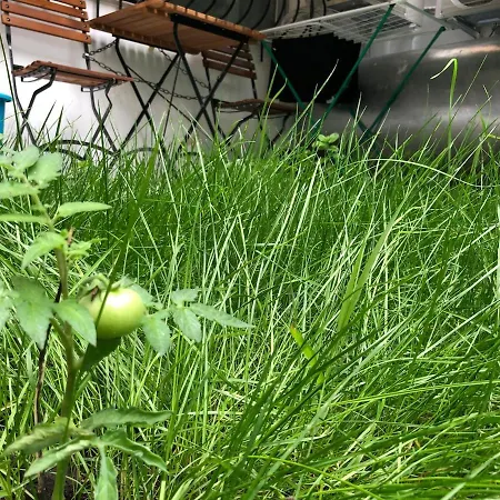 Earth, Comfy Near Center W Garden 1gbwifi Lejlighed